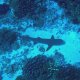 51- Posture typique sur le fond du requin aileron blanc de lagon 